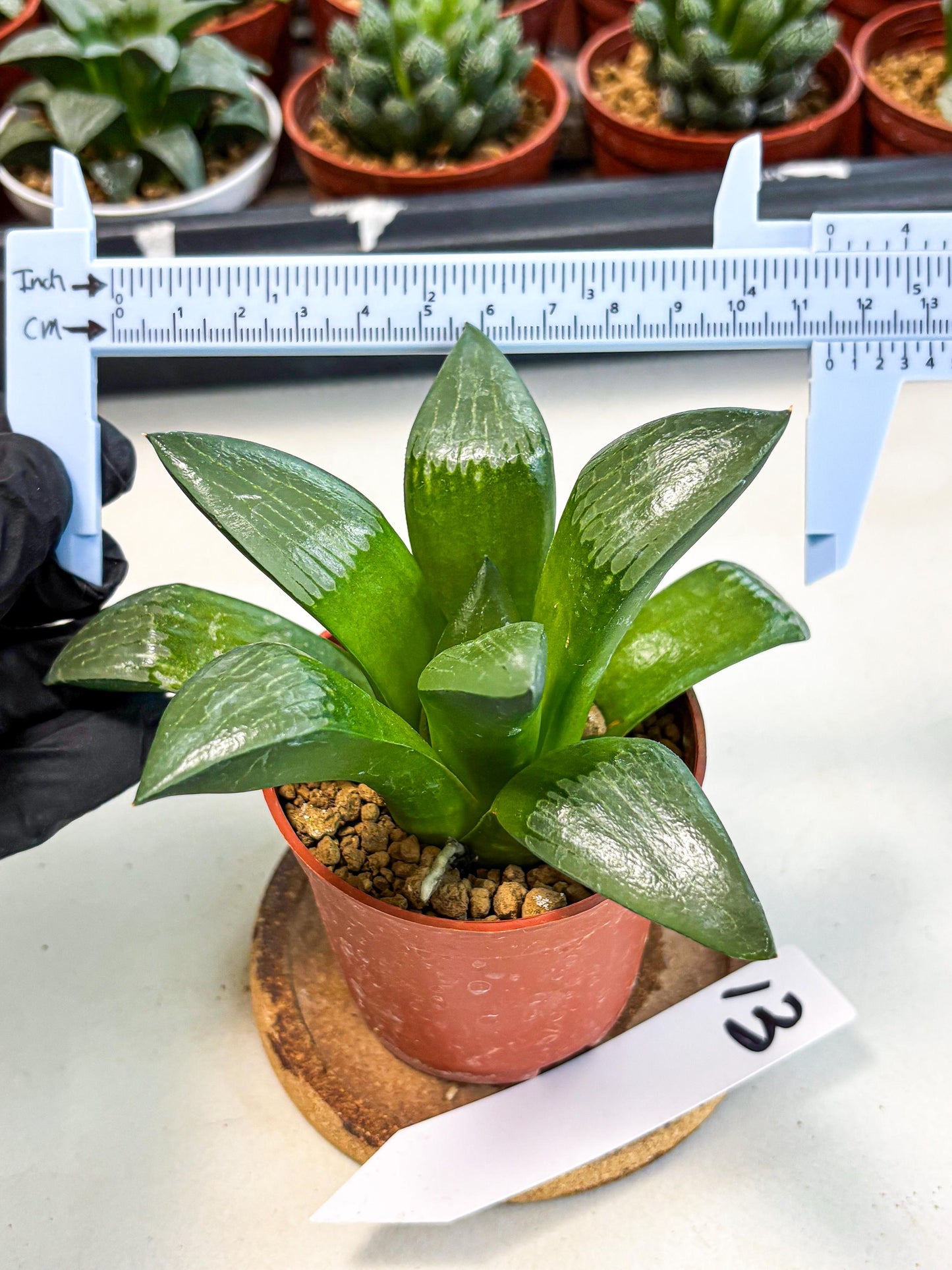 Haworthia Afang Gong (wa6) (y13) | Rare Import