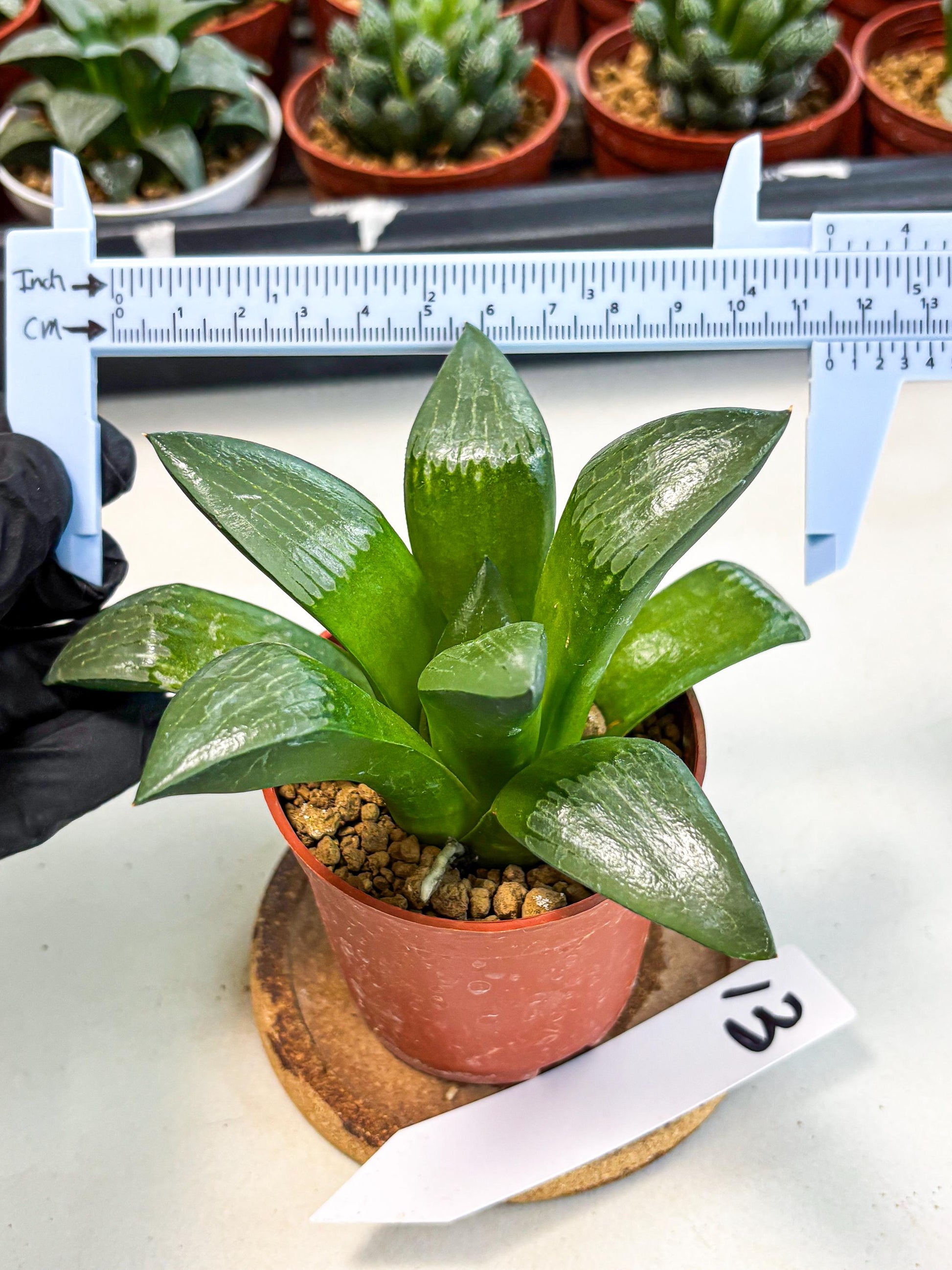 Haworthia Afang Gong (wa6) (y13) | Rare Import