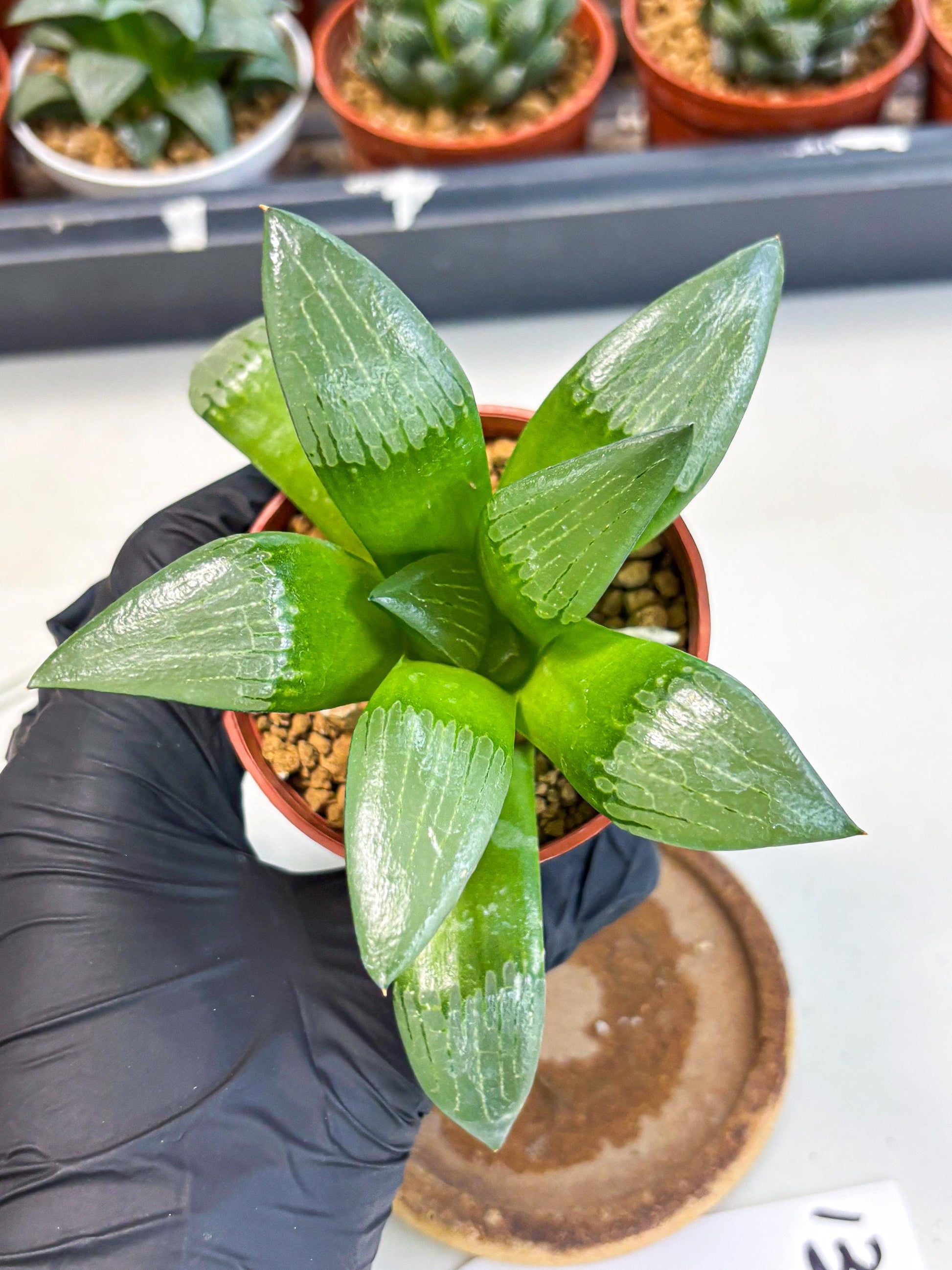 Haworthia Afang Gong (wa6) (y13) | Rare Import