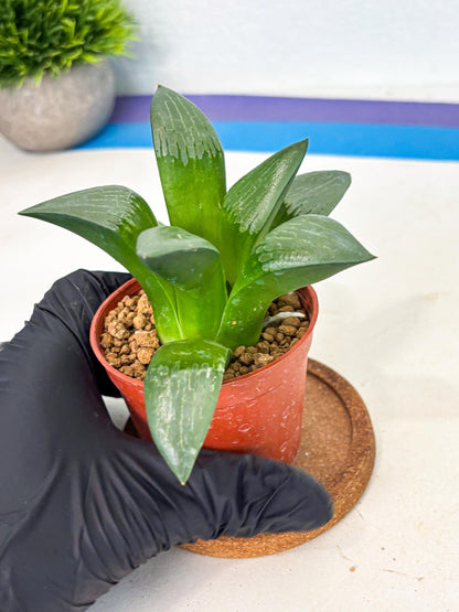 Haworthia Afang Gong (wa6) (y13) | Rare Import