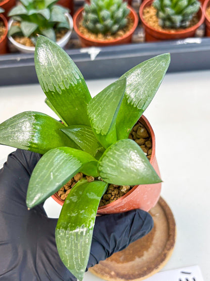 Haworthia Afang Gong (wa6) (y13) | Rare Import