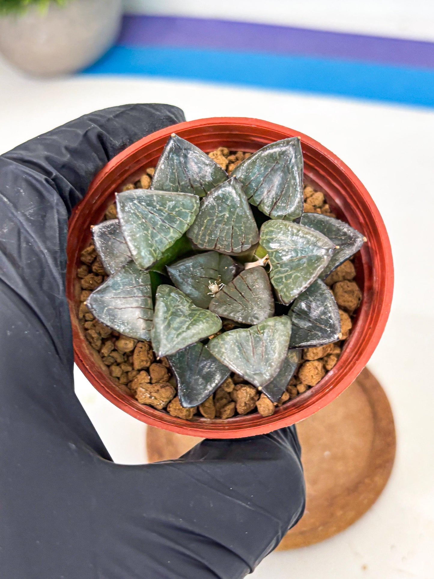 Haworthia Riyuentan (wa6) (y14) | Rare Import