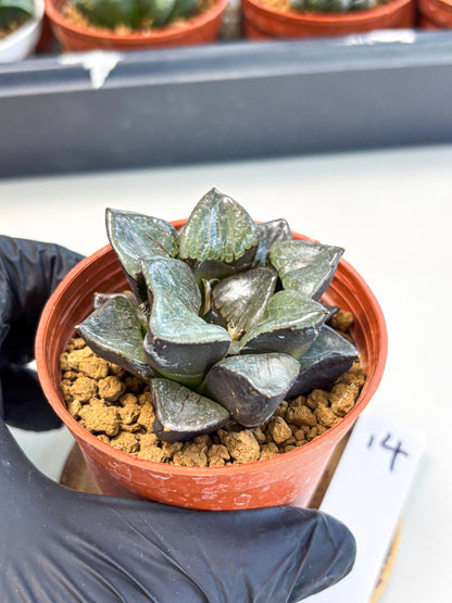 Haworthia Riyuentan (wa6) (y14) | Rare Import