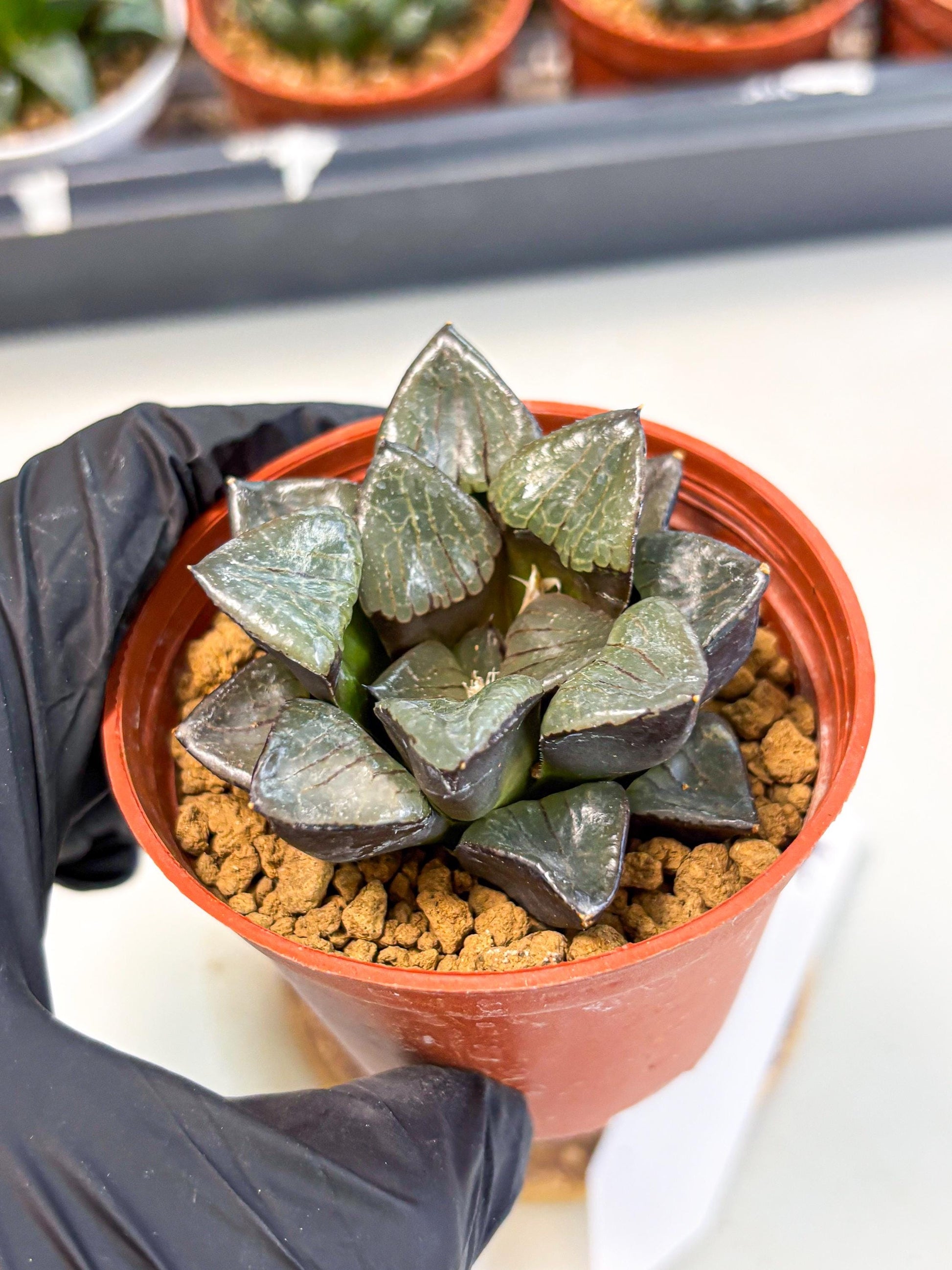Haworthia Riyuentan (wa6) (y14) | Rare Import