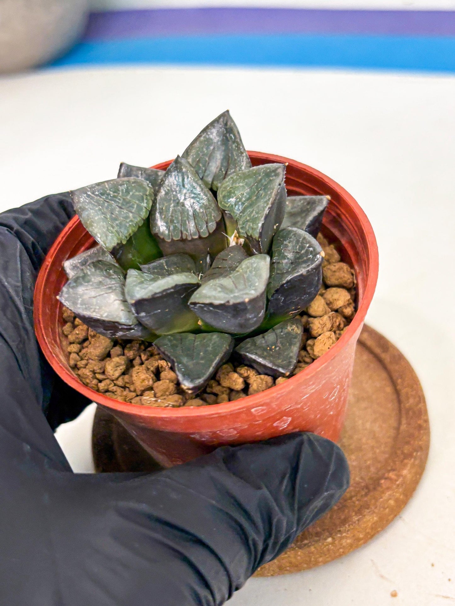 Haworthia Riyuentan (wa6) (y14) | Rare Import