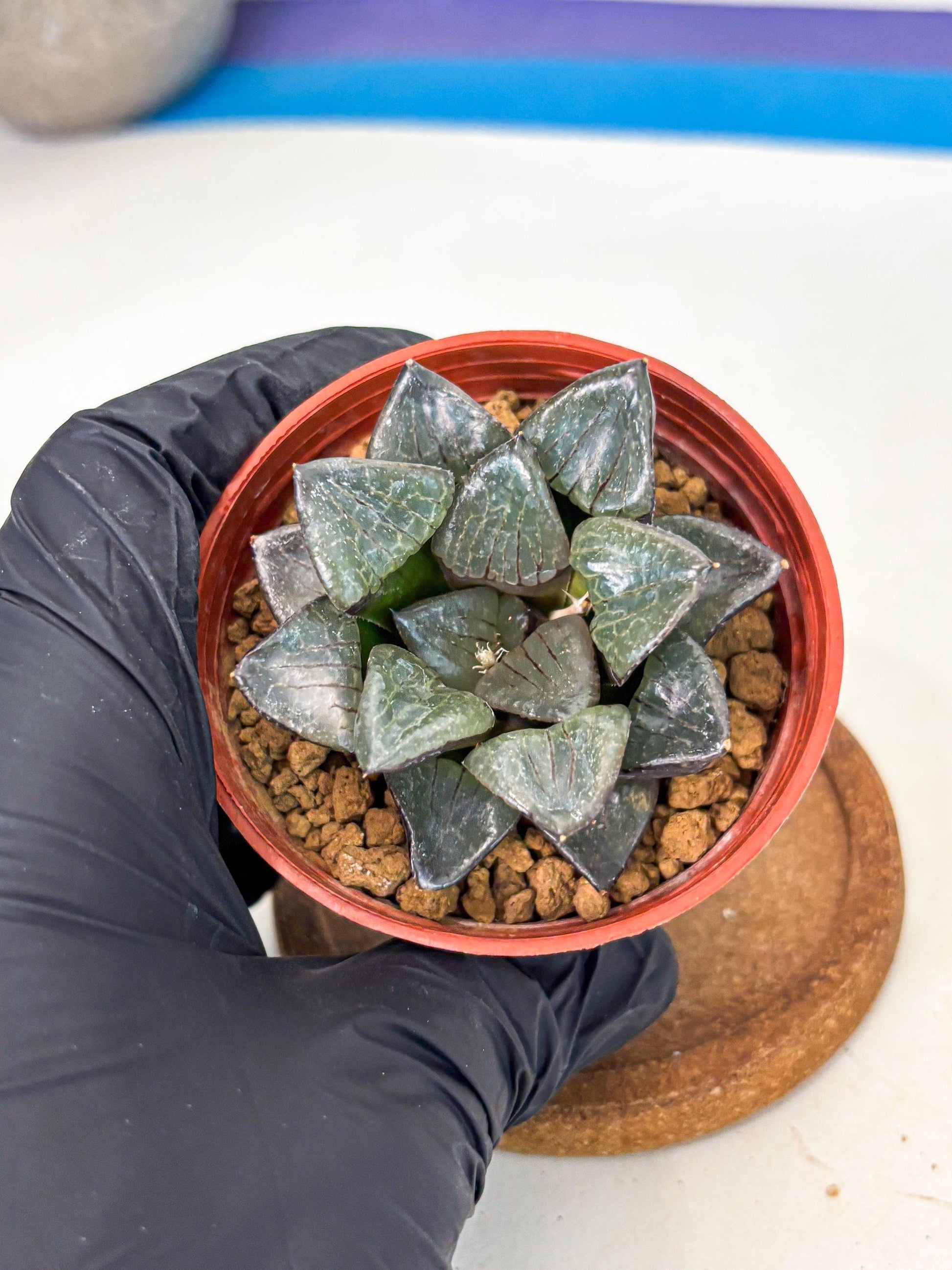 Haworthia Riyuentan (wa6) (y14) | Rare Import