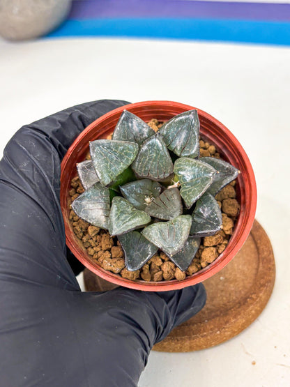 Haworthia Riyuentan (wa6) (y14) | Rare Import