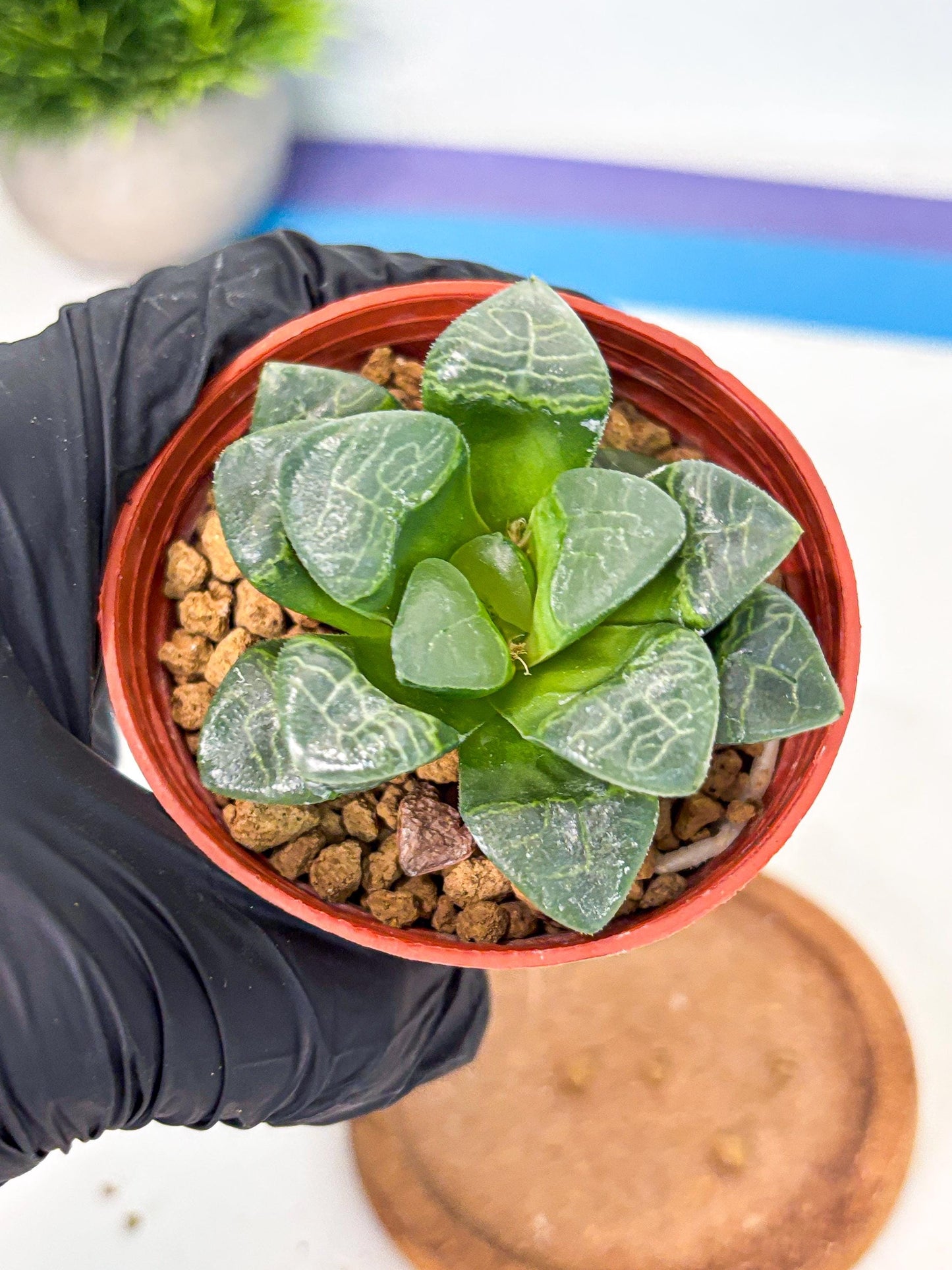 Haworthia Xiangyun (wa6) (y15) | Rare Import