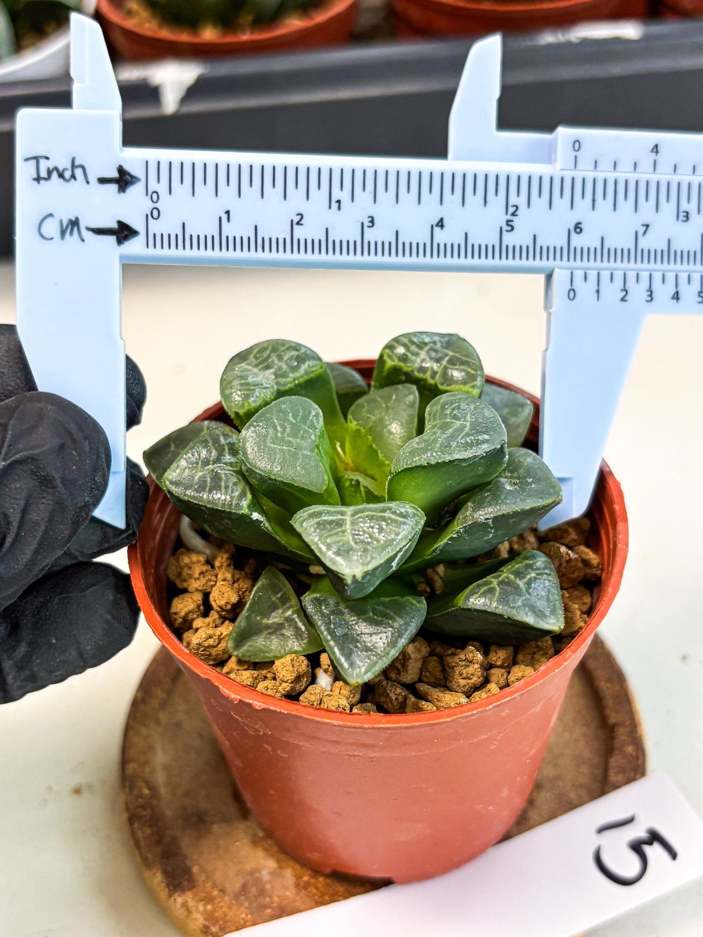 Haworthia Xiangyun (wa6) (y15) | Rare Import