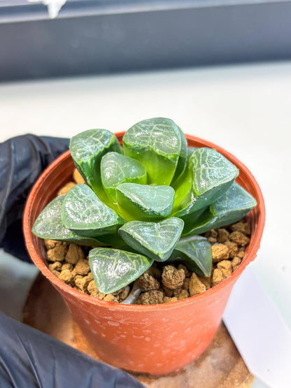 Haworthia Xiangyun (wa6) (y15) | Rare Import