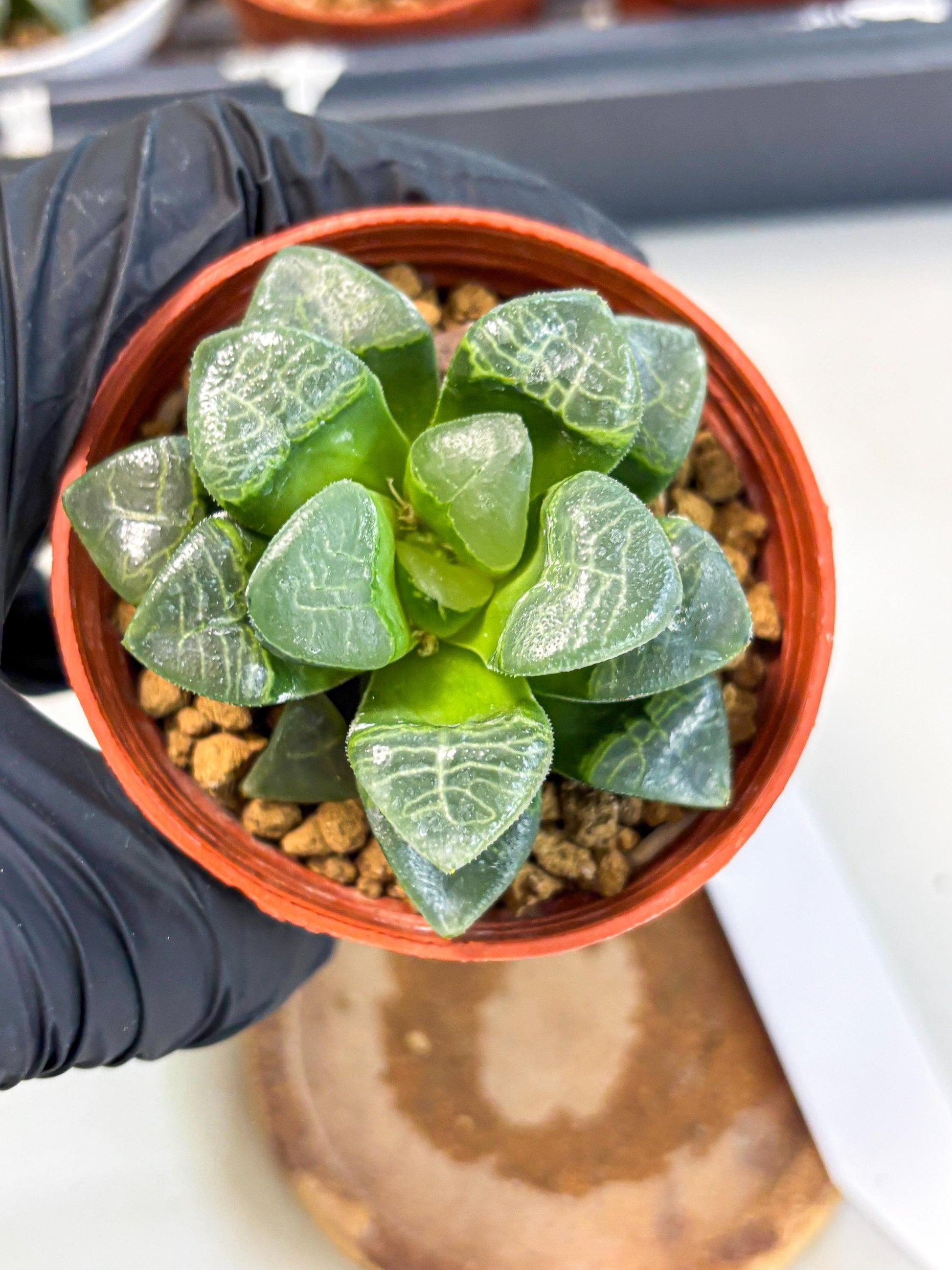 Haworthia Xiangyun (wa6) (y15) | Rare Import