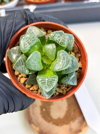 Haworthia Xiangyun (wa6) (y15) | Rare Import