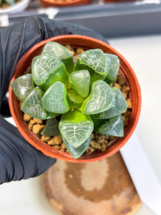 Haworthia Xiangyun (wa6) (y15) | Rare Import