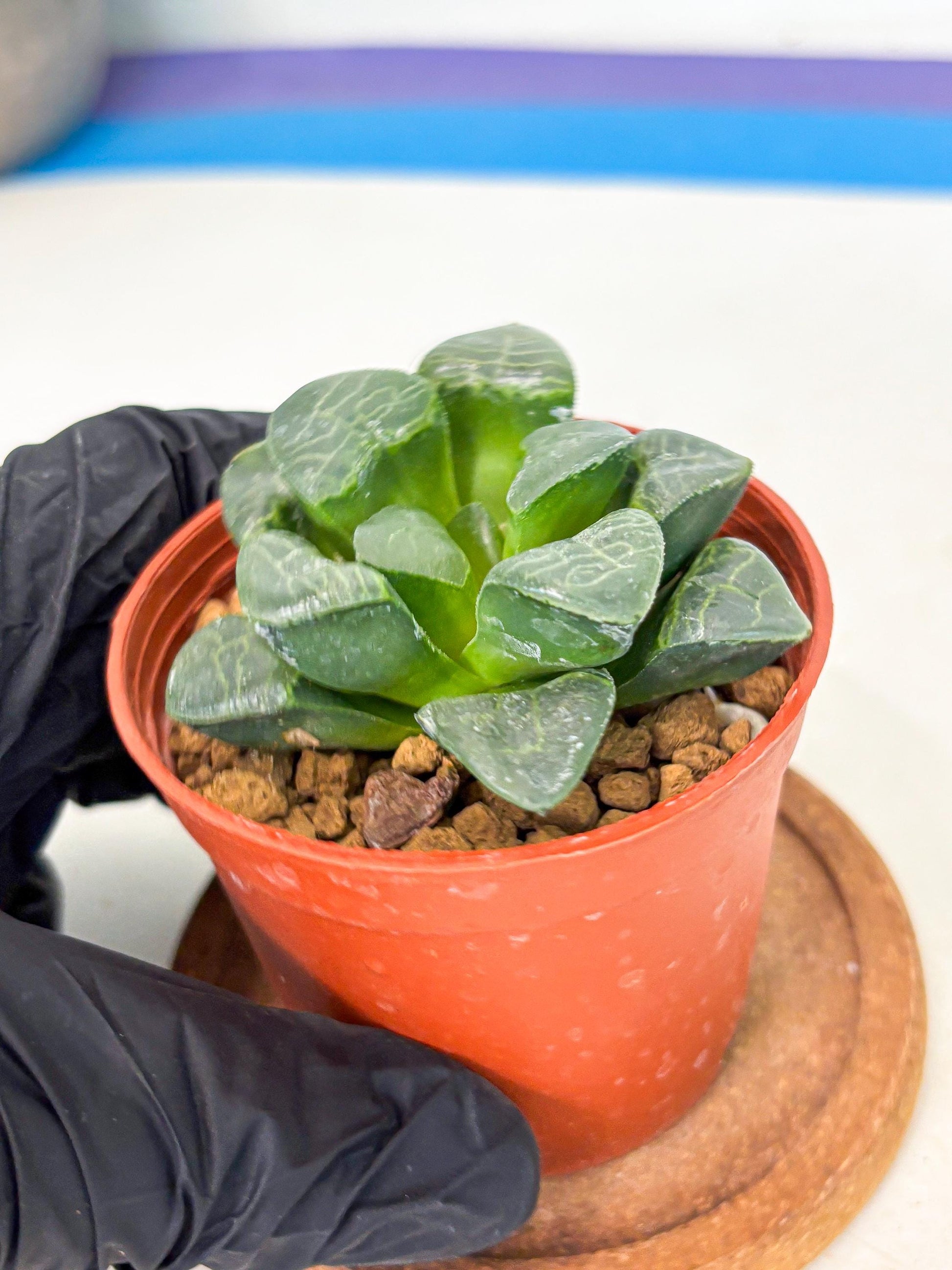 Haworthia Xiangyun (wa6) (y15) | Rare Import