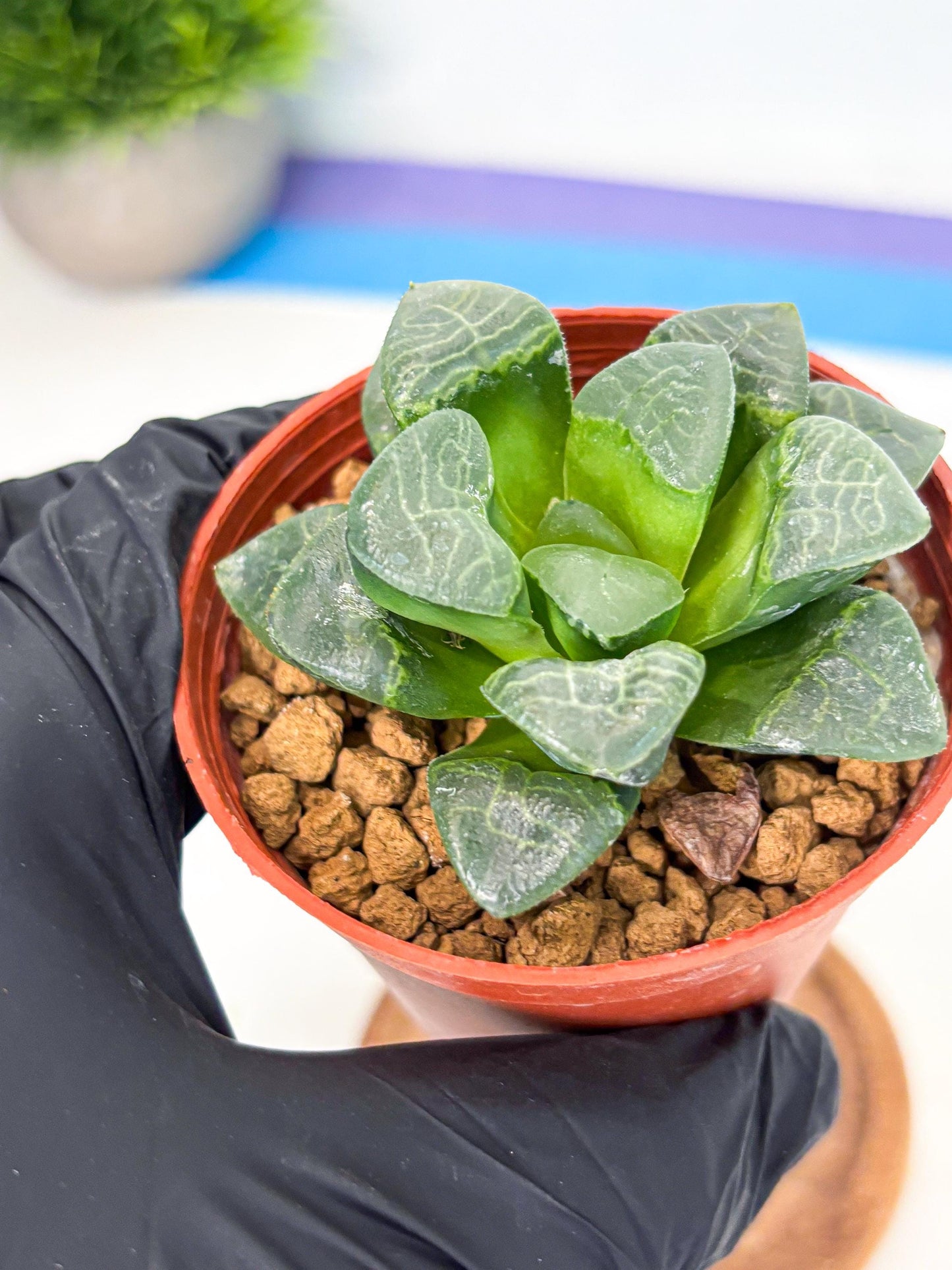 Haworthia Xiangyun (wa6) (y15) | Rare Import