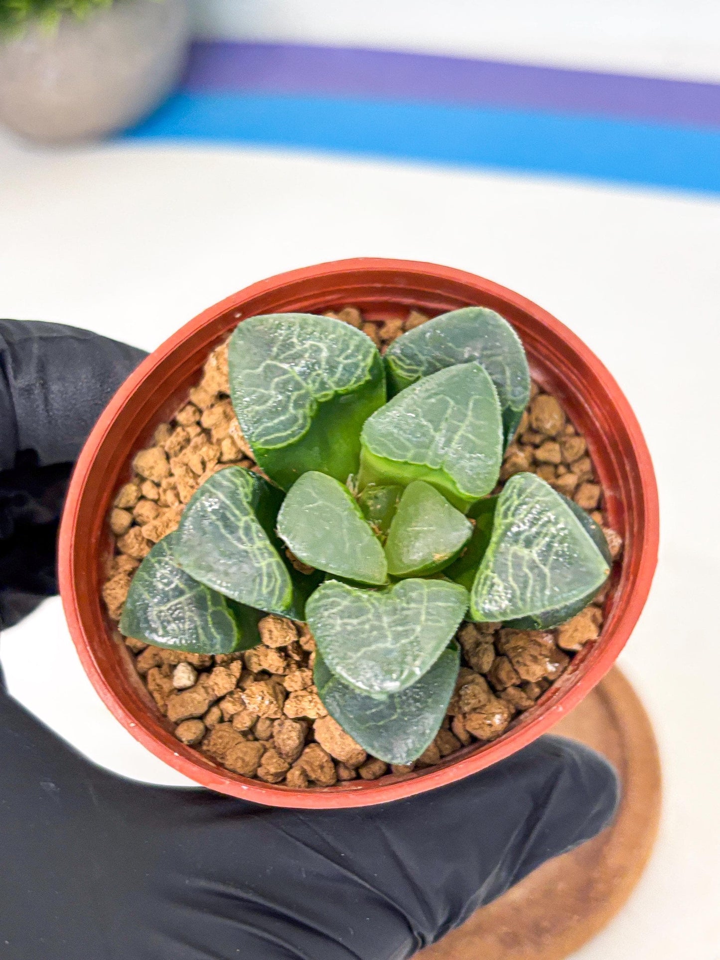 Haworthia Xiangyun (wa6) (y16) | Rare Import