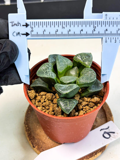 Haworthia Xiangyun (wa6) (y16) | Rare Import