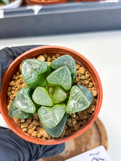 Haworthia Xiangyun (wa6) (y16) | Rare Import