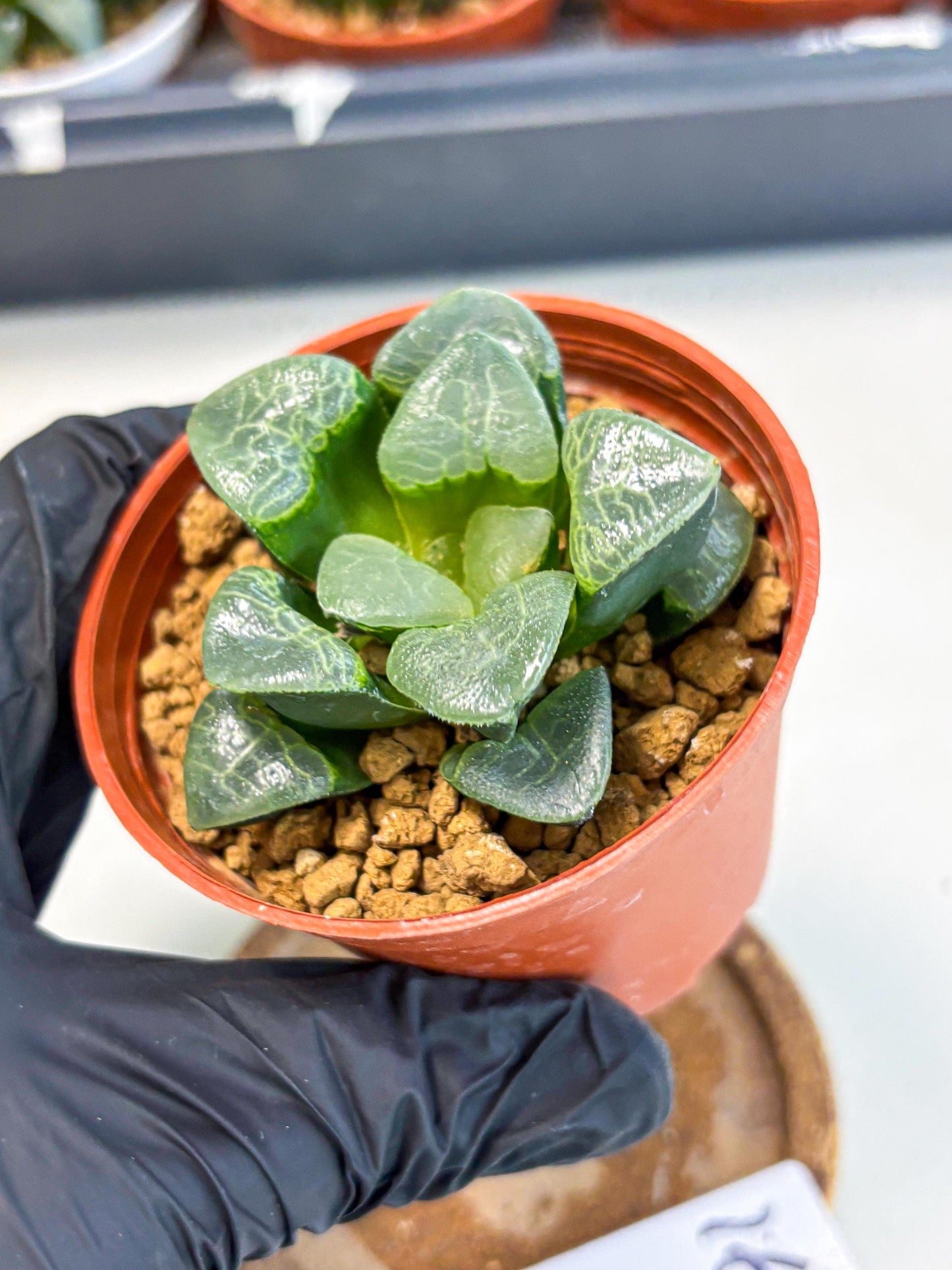 Haworthia Xiangyun (wa6) (y16) | Rare Import
