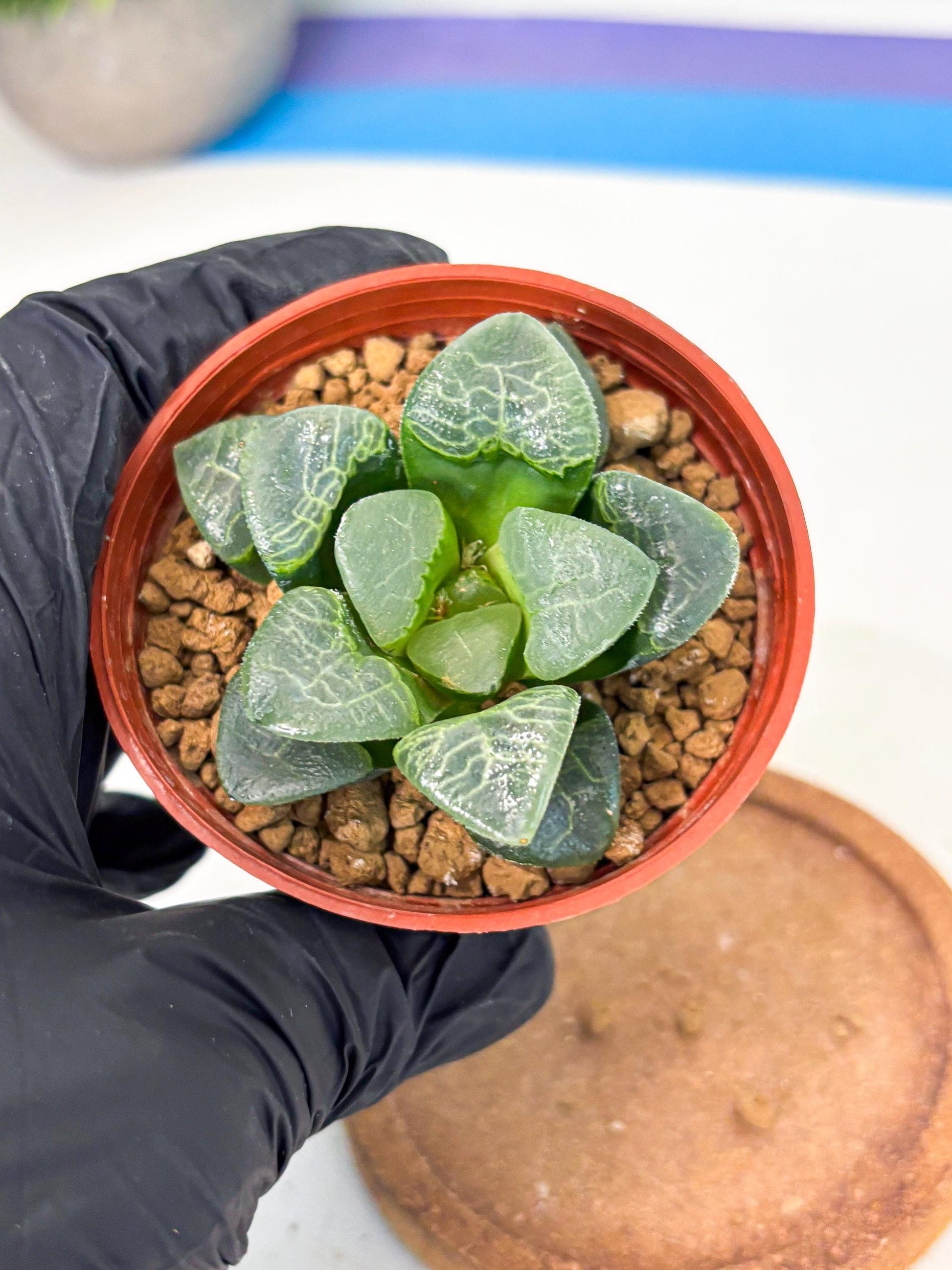 Haworthia Xiangyun (wa6) (y16) | Rare Import