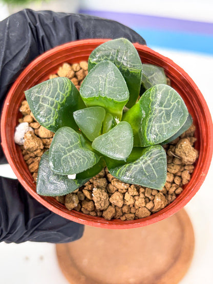 Haworthia Xiangyun (wa6) (y17) | Rare Import