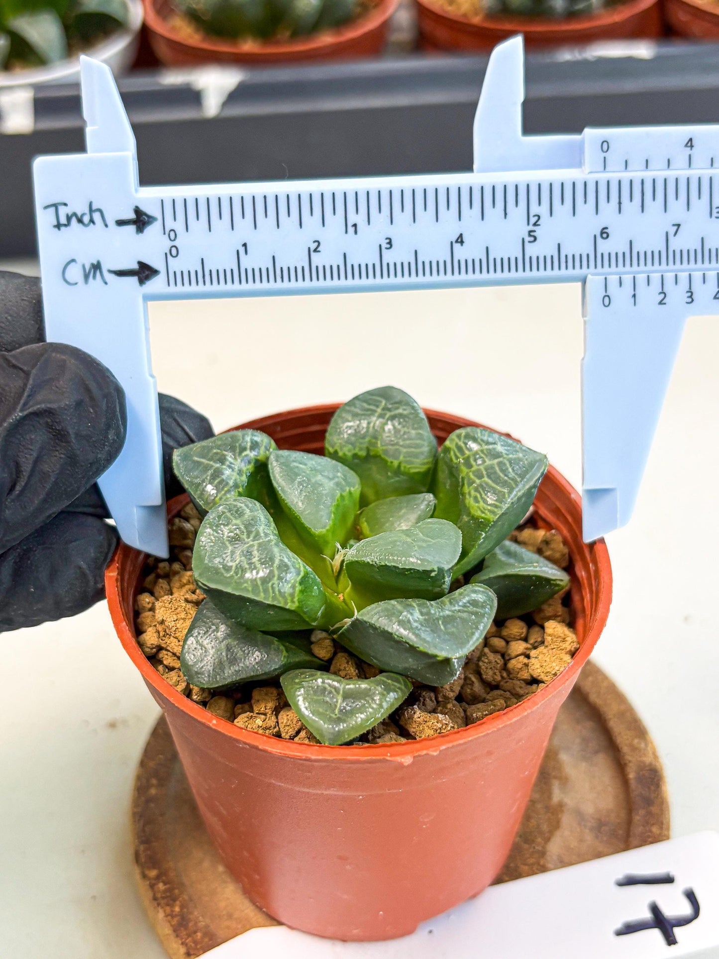 Haworthia Xiangyun (wa6) (y17) | Rare Import