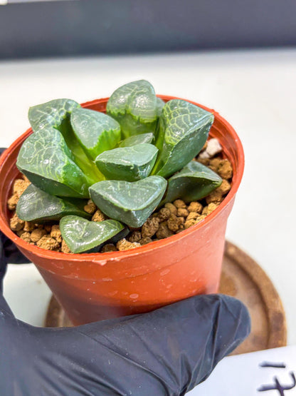 Haworthia Xiangyun (wa6) (y17) | Rare Import