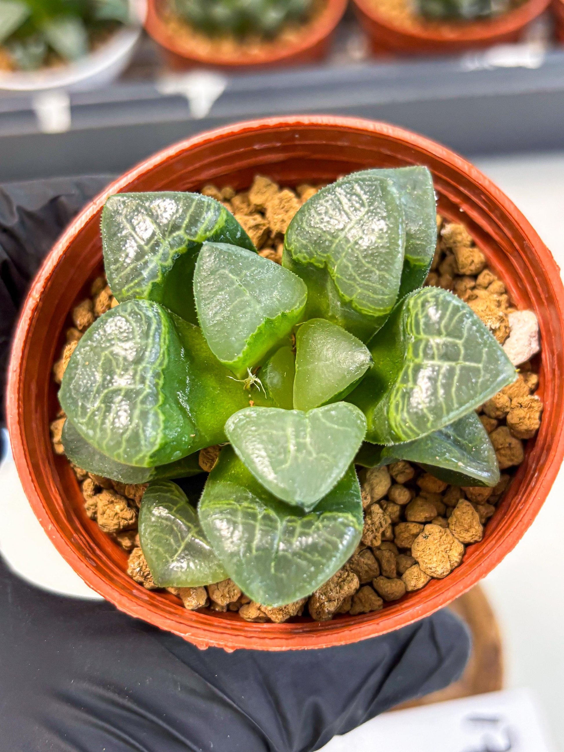 Haworthia Xiangyun (wa6) (y17) | Rare Import