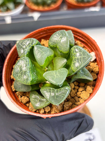 Haworthia Xiangyun (wa6) (y17) | Rare Import
