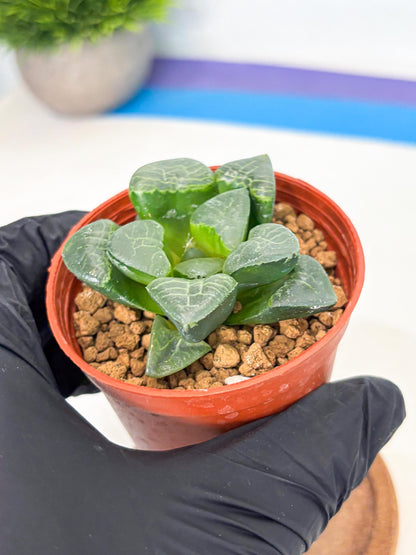 Haworthia Xiangyun (wa6) (y17) | Rare Import