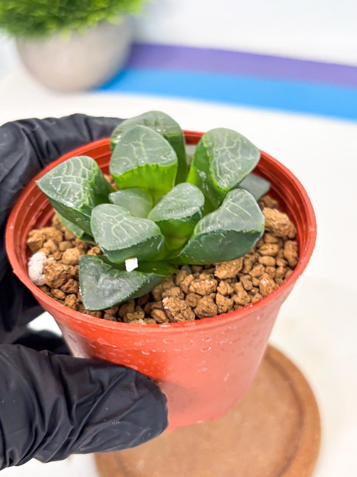 Haworthia Xiangyun (wa6) (y17) | Rare Import