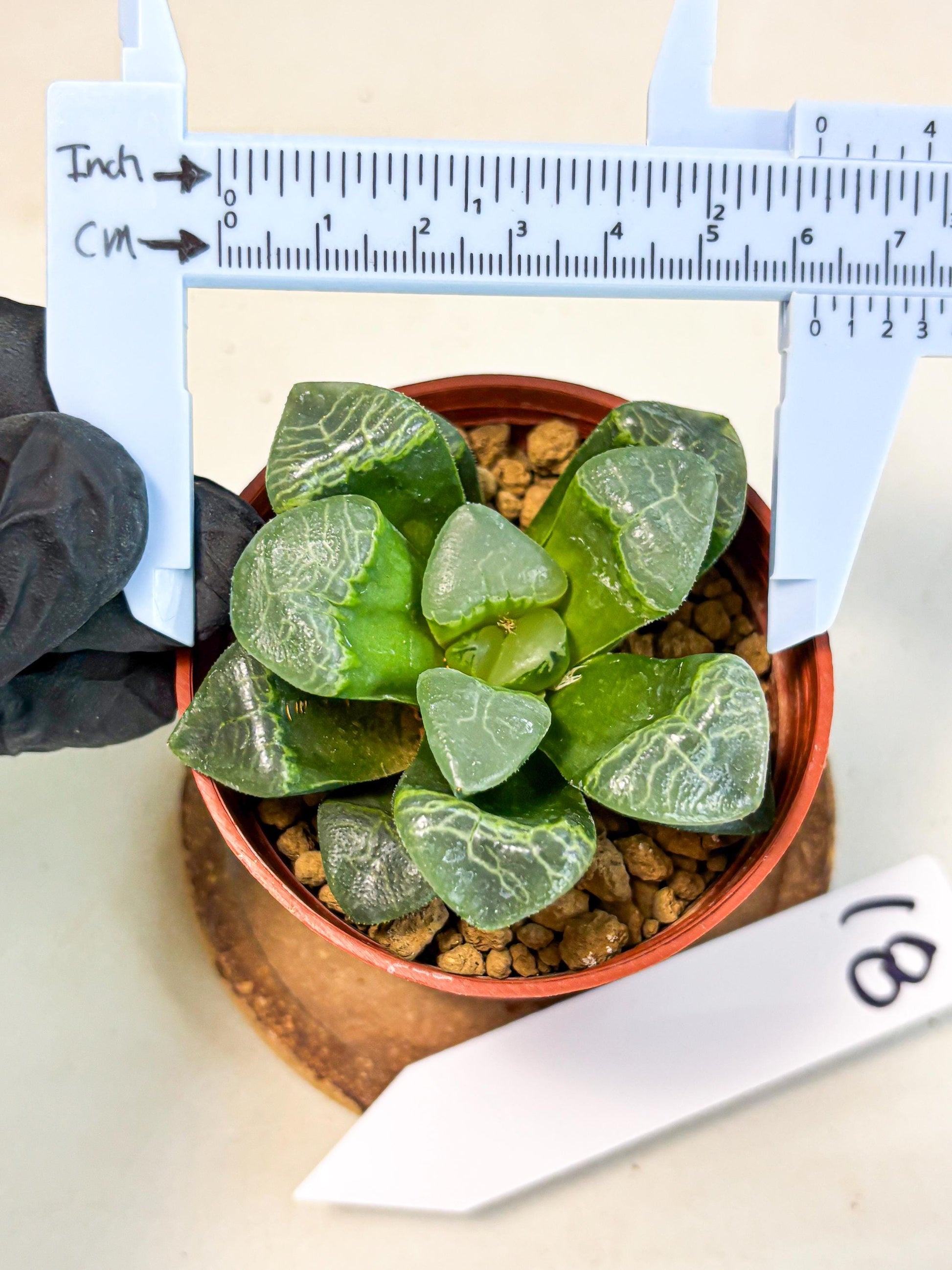 Haworthia Xiangyun (wa6) (y18) | Rare Import