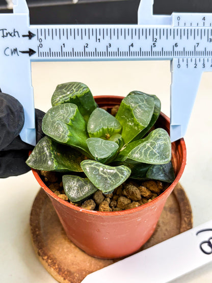 Haworthia Xiangyun (wa6) (y18) | Rare Import