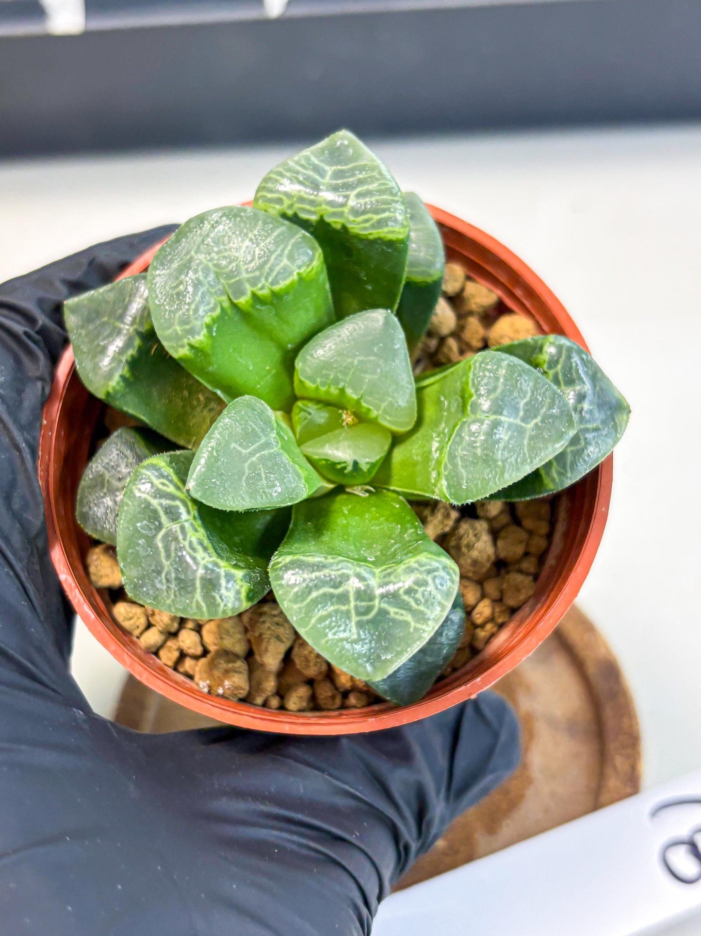 Haworthia Xiangyun (wa6) (y18) | Rare Import