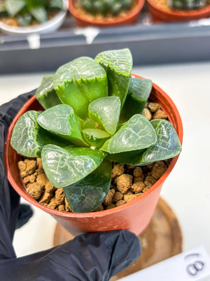 Haworthia Xiangyun (wa6) (y18) | Rare Import