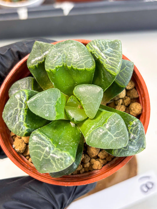 Haworthia Xiangyun (wa6) (y18) | Rare Import