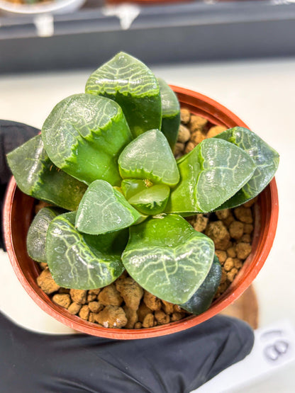 Haworthia Xiangyun (wa6) (y18) | Rare Import