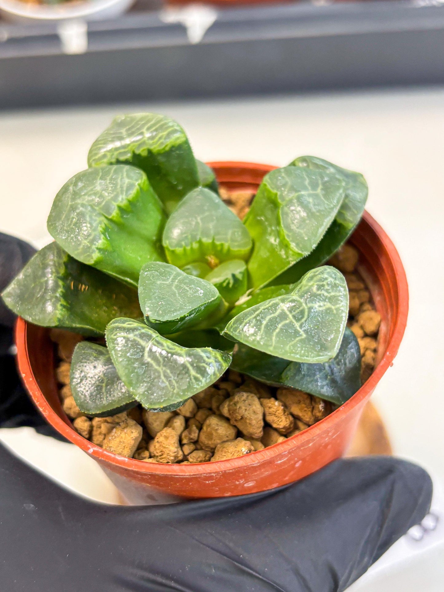Haworthia Xiangyun (wa6) (y18) | Rare Import
