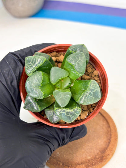 Haworthia Xiangyun (wa6) (y18) | Rare Import