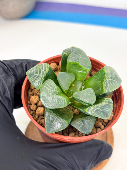 Haworthia Xiangyun (wa6) (y18) | Rare Import