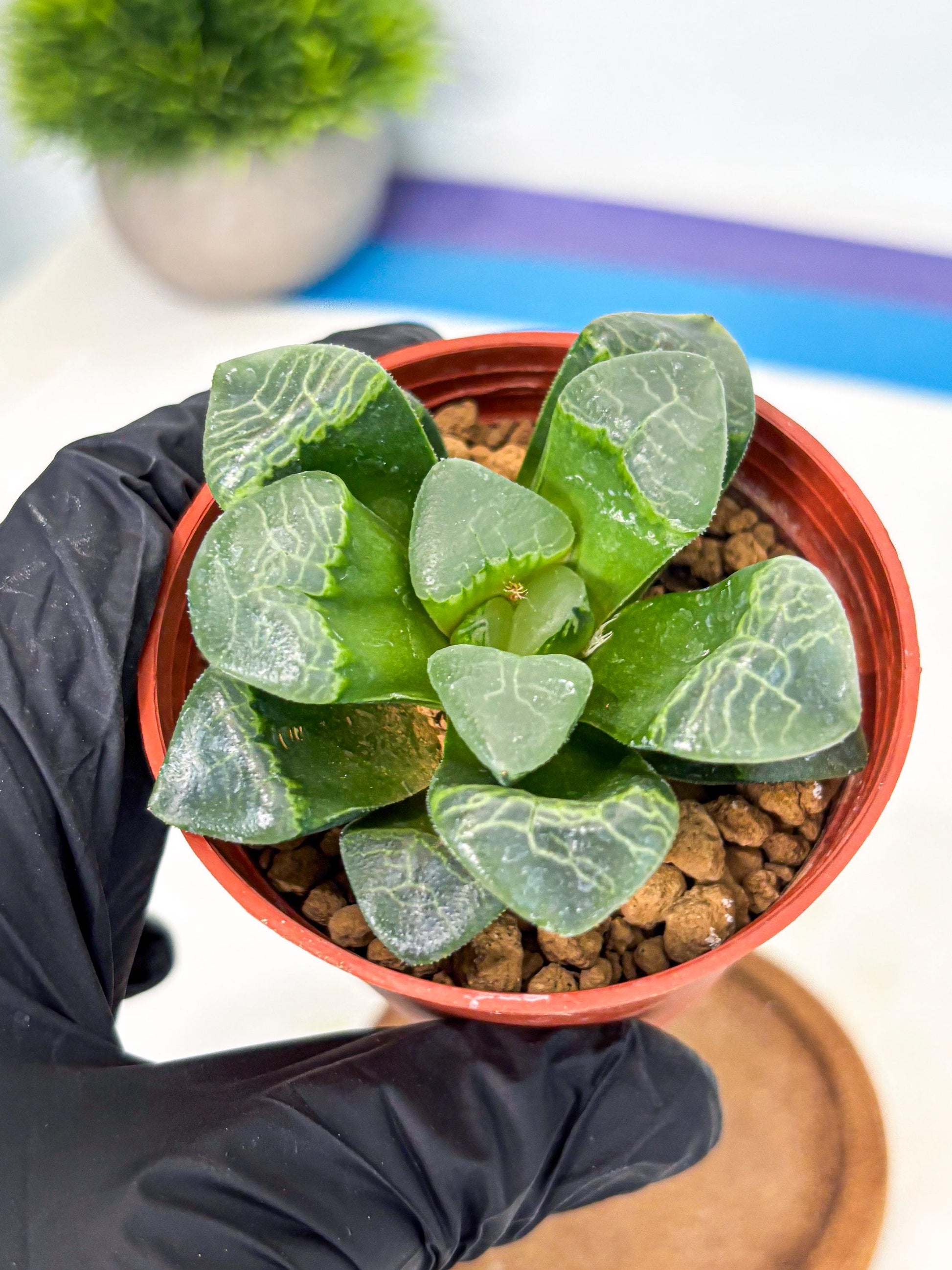 Haworthia Xiangyun (wa6) (y18) | Rare Import