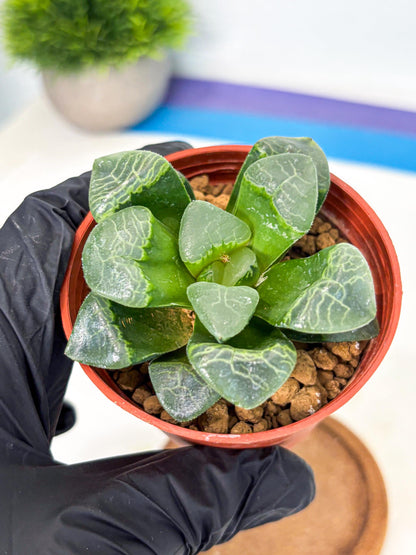 Haworthia Xiangyun (wa6) (y18) | Rare Import
