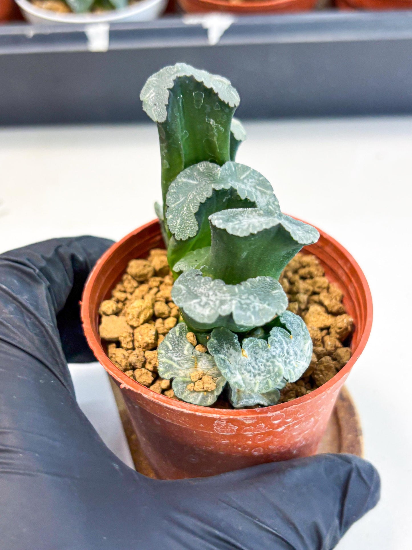 Haworthia White Mammoth (wa6) (b12) | Rare Import