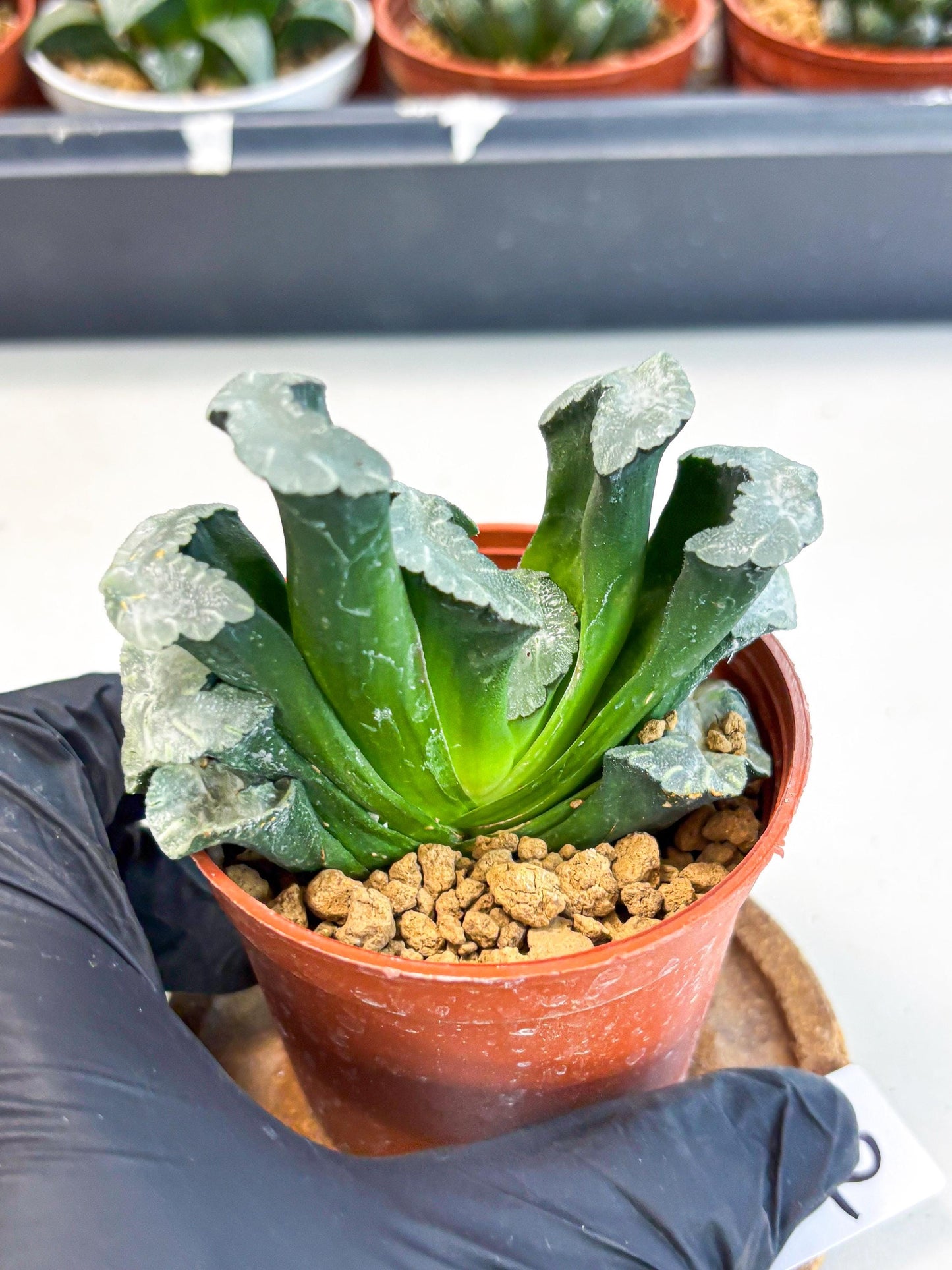 Haworthia White Mammoth (wa6) (b12) | Rare Import
