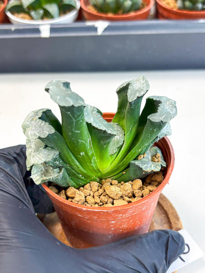 Haworthia White Mammoth (wa6) (b12) | Rare Import