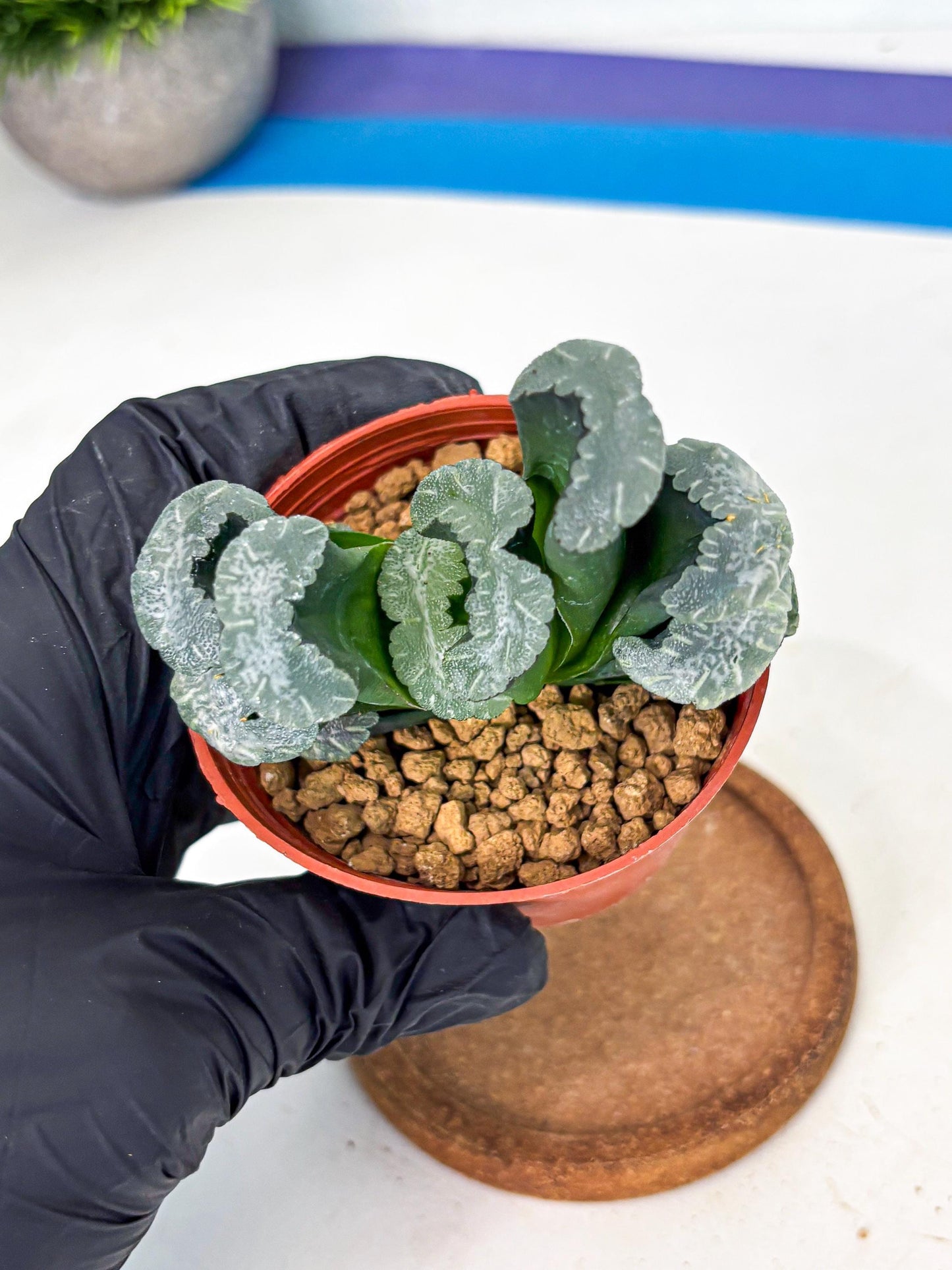 Haworthia White Mammoth (wa6) (b12) | Rare Import