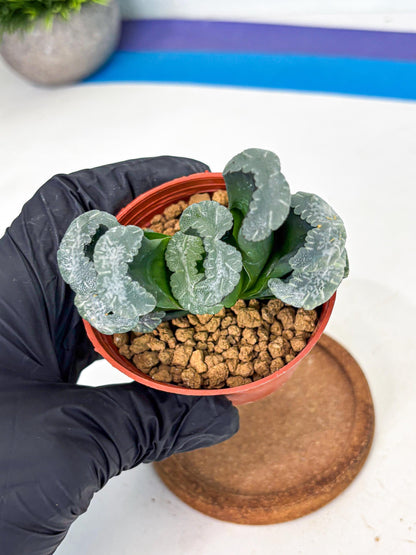 Haworthia White Mammoth (wa6) (b12) | Rare Import