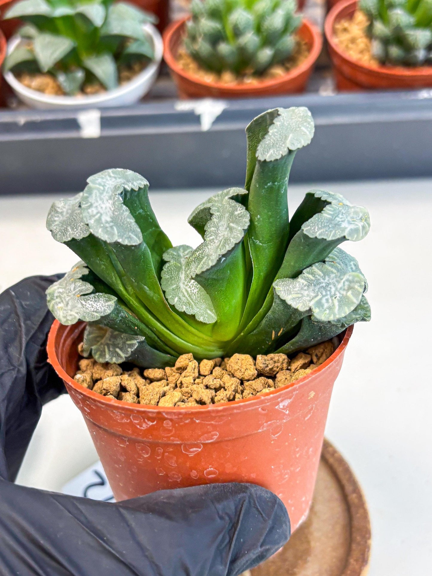 Haworthia White Mammoth (wa6) (b12) | Rare Import
