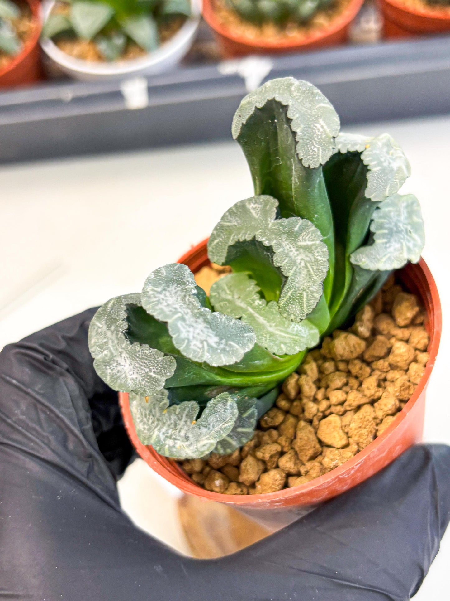 Haworthia White Mammoth (wa6) (b12) | Rare Import