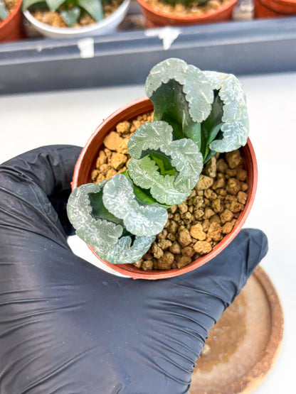 Haworthia White Mammoth (wa6) (b12) | Rare Import